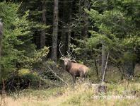 images/CERF-ET-CHEVREUIL/cerf 20-septembre-2014 copie.jpg